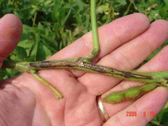  Lésion de brûlure phomopsienne causée par Diaporthe aspalathi sur une tige de soya